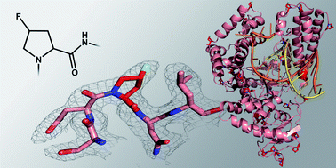 Graphical abstract: Structural insights into the potential of 4-fluoroproline to modulate biophysical properties of proteins
