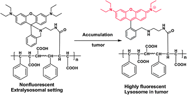 Graphical abstract: Rhodamine-deoxylactam functionalized poly[styrene-alter-(maleic acid)]s as lysosome activatable probes for intraoperative detection of tumors