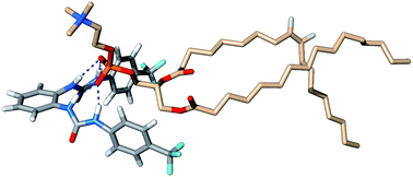 Graphical abstract: Chloride, carboxylate and carbonate transport by ortho-phenylenediamine-based bisureas