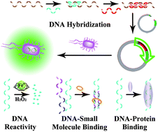 Graphical abstract: DNA binding and reactivity assays based on in-frame protein expression