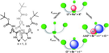 Graphical abstract: Lithium-selective phosphine oxide-based ditopic receptors show enhanced halide binding upon alkali metal ion coordination