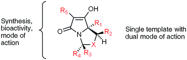 Graphical abstract: Natural product inspired antibacterial tetramic acid libraries with dual enzyme inhibition