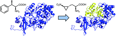 Graphical abstract: Evolution-guided engineering of nonribosomal peptide synthetase adenylation domains