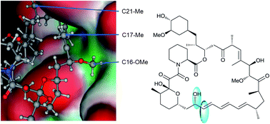 Graphical abstract: Structure guided design of improved anti-proliferative rapalogs through biosynthetic medicinal chemistry