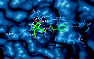 Graphical abstract: Chemical proteomics-driven discovery of oleocanthal as an Hsp90 inhibitor