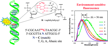 Graphical abstract: An environmentally sensitive fluorescent purine nucleoside that changes emission wavelength upon hybridization