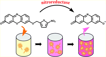 Graphical abstract: 7-((5-Nitrothiophen-2-yl)methoxy)-3H-phenoxazin-3-one as a spectroscopic off–on probe for highly sensitive and selective detection of nitroreductase