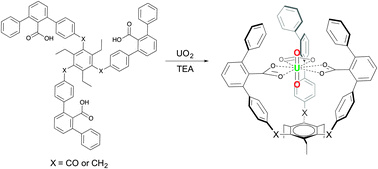 Graphical abstract: Uranyl ion coordination with rigid aromatic carboxylates and structural characterization of their complexes