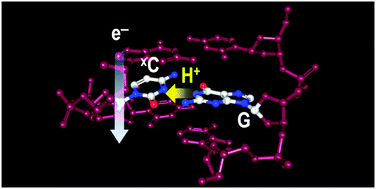 Graphical abstract: Electron transport through 5-substituted pyrimidines in DNA: electron affinities of uracil and cytosine derivatives differently affect the apparent efficiencies