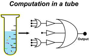 Graphical abstract: Versatile antibody-sensing Boolean logic for the simultaneous detection of multiple bacterial toxins
