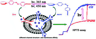 Graphical abstract: Light-controlled ion channels formed by amphiphilic small molecules regulate ion conduction via cis–trans photoisomerization