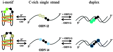 Graphical abstract: Fluorescence modification of the AAAA (4A) loop: toward a probe of the structural dynamics of the i-motif of the retinoblastoma gene