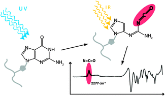 Graphical abstract: DNA photoreacts by nucleobase ring cleavage to form labile isocyanates