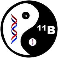 Graphical abstract: Boron and nucleic acid chemistries: merging the best of both worlds