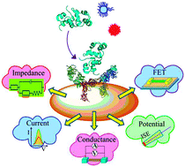 Graphical abstract: Electrical biosensors and the label free detection of protein disease biomarkers