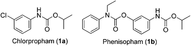 Graphical abstract: Chlorpropham and phenisopham: phototransformation and ecotoxicity of carbamates in the aquatic environment