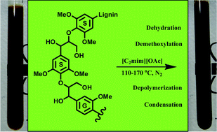 Graphical abstract: Understanding the chemical transformations of lignin during ionic liquid pretreatment