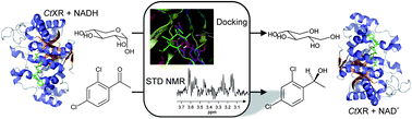 Graphical abstract: Substrate binding to Candida tenuis xylose reductase during catalysis