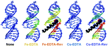 Graphical abstract: Kinetics and mechanisms of oxidative cleavage of HIV RRE RNA by Rev-coupled transition metal–chelates