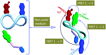 Graphical abstract: First demonstration of two-step FRET in a synthetic supramolecular assembly