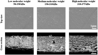 Graphical abstract: Using surfaces to modulate the morphology and structure of attached cells – a case of cancer cells on chitosan membranes