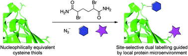 Graphical abstract: A novel approach to the site-selective dual labelling of a protein via chemoselective cysteine modification