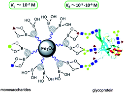 Graphical abstract: Magnetic nanoparticles with dendrimer-assisted boronate avidity for the selective enrichment of trace glycoproteins