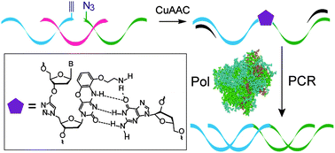 Graphical abstract: Combined nucleobase and backbone modifications enhance DNA duplex stability and preserve biocompatibility
