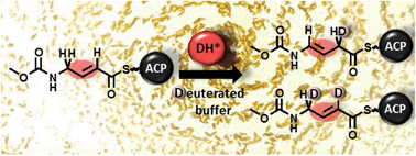 Graphical abstract: α,β → β,γ double bond migration in corallopyronin A biosynthesis