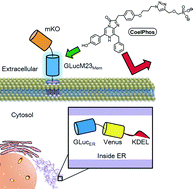Graphical abstract: Development of cell-impermeable coelenterazine derivatives