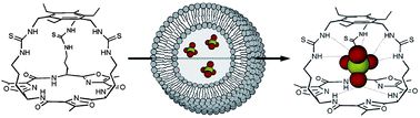 Graphical abstract: Synthetic transporters for sulfate: a new method for the direct detection of lipid bilayer sulfate transport