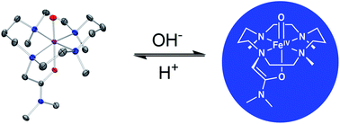 Graphical abstract: An ultra-stable oxoiron(iv) complex and its blue conjugate base