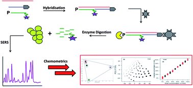 Graphical abstract: Simultaneous detection and quantification of three bacterial meningitis pathogens by SERS