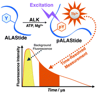 Graphical abstract: A time-resolved luminescence biosensor assay for anaplastic lymphoma kinase (ALK) activity