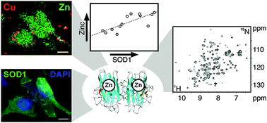 Graphical abstract: Combining in-cell NMR and X-ray fluorescence microscopy to reveal the intracellular maturation states of human superoxide dismutase 1