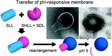 Graphical abstract: Selective disruption of each part of Janus molecular assemblies by lateral diffusion of stimuli-responsive amphiphilic peptides