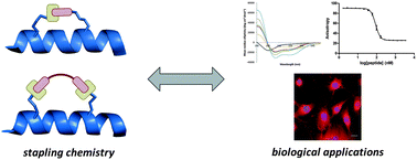Graphical abstract: Peptide stapling techniques based on different macrocyclisation chemistries