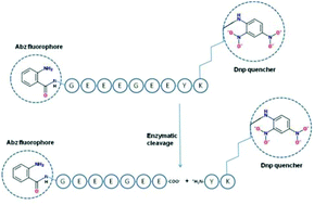 Graphical abstract: A novel biosensor for quantitative monitoring of on-target activity of paclitaxel