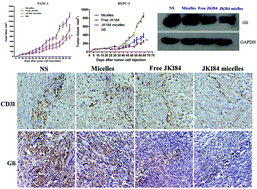 Graphical abstract: Biodegradable polymeric micelles encapsulated JK184 suppress tumor growth through inhibiting Hedgehog signaling pathway