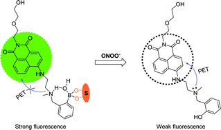 Graphical abstract: A water-soluble boronate-based fluorescent probe for the selective detection of peroxynitrite and imaging in living cells