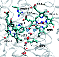 Graphical abstract: Microscopic basis for kinetic gating in cytochrome c oxidase: insights from QM/MM analysis