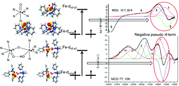 Graphical abstract: Magnetic circular dichroism and computational study of mononuclear and dinuclear iron(iv) complexes