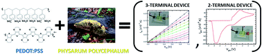 Graphical abstract: A hybrid living/organic electrochemical transistor based on the Physarum polycephalum cell endowed with both sensing and memristive properties
