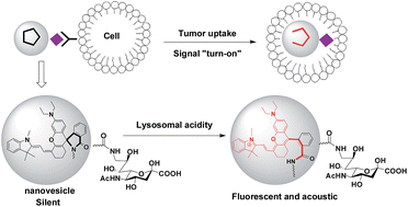 Graphical abstract: A carbohydrate-grafted nanovesicle with activatable optical and acoustic contrasts for dual modality high performance tumor imaging