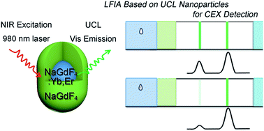 Graphical abstract: Upconversion luminescence nanoparticles-based lateral flow immunochromatographic assay for cephalexin detection