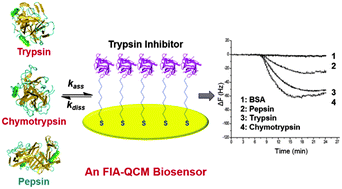 Graphical abstract: A continuous-flow mass biosensor for the real-time dynamic analysis of protease inhibition
