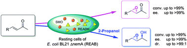Graphical abstract: Switchable asymmetric bio-epoxidation of α,β-unsaturated ketones