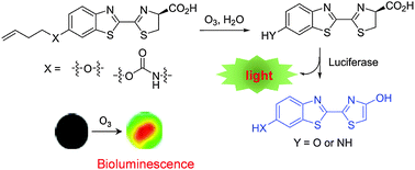 Graphical abstract: Highly sensitive and selective bioluminescence based ozone probes and their applications to detect ambient ozone