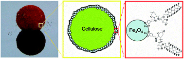 Graphical abstract: Superhydrophobic magnetic poly(DOPAm-co-PFOEA)/Fe3O4/cellulose microspheres for stable liquid marbles