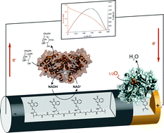 Graphical abstract: NAD-dependent dehydrogenase bioelectrocatalysis: the ability of a naphthoquinone redox polymer to regenerate NAD
